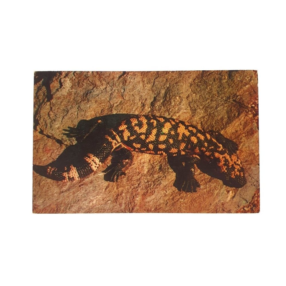 Vintage Postcard Arizona Gila Monster Poisonous Largest Lizard Desert Tucson Phx
